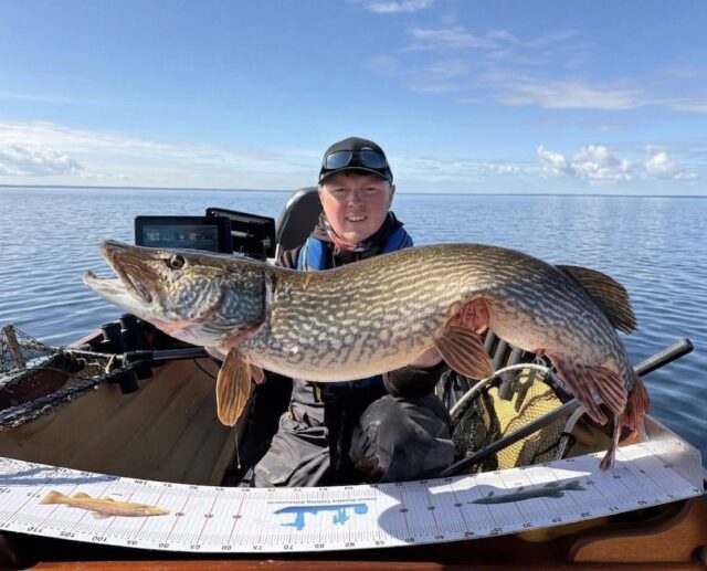 31lb pike for Senan Stanley, Lough Derg 