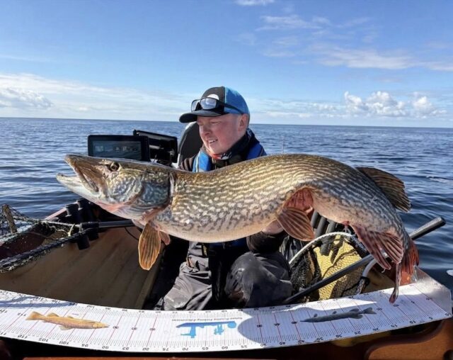 31lb pike for Senan Stanley, Lough Derg