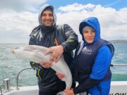 Great start to charter boat season at Wicklow Father & Son with their first Tope, after their first dog, dab, mackerel, and herring.