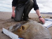 Tralee Bay Grand Slam of Rays for Raymond