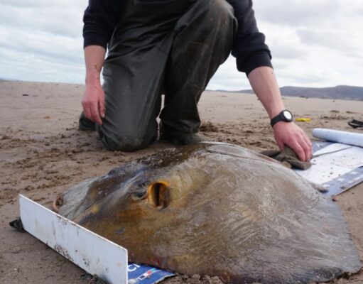 Tralee Bay Grand Slam of Rays for Raymond