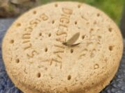 Olives and buzzers take the biscuit in the midlands