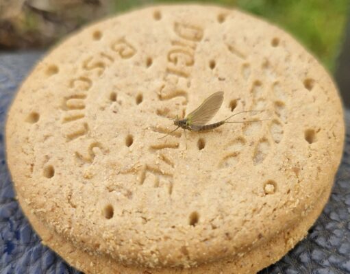 Olives and buzzers take the biscuit in the midlands