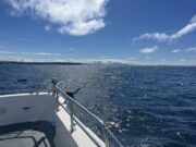 Clare Dragoon back on the fish in west Clare