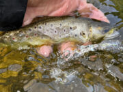 Steady hatches and good fishing on the Nore A Nore trout