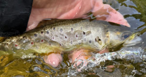 Steady hatches and good fishing on the Nore A Nore trout
