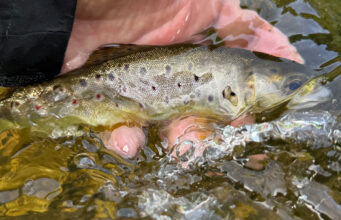 Steady hatches and good fishing on the Nore A Nore trout