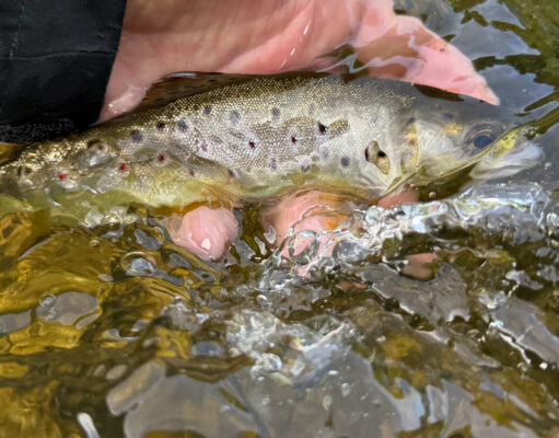 A Nore trout