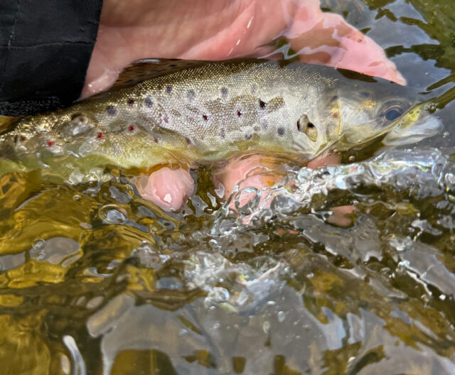 A Nore trout