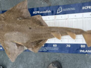 Some good fishing off Clare coast and a surprise catch Angel shark