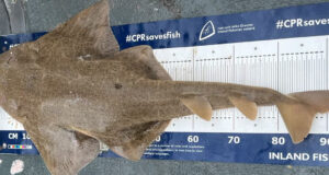 Some good fishing off Clare coast and a surprise catch Angel shark