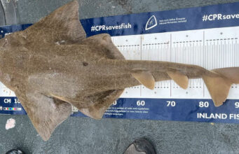 Some good fishing off Clare coast and a surprise catch Angel shark