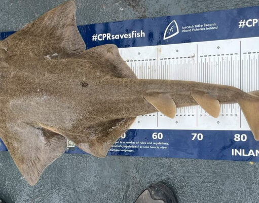 Some good fishing off Clare coast and a surprise catch Angel shark