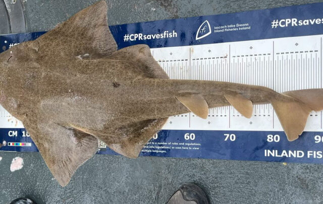 Angel shark