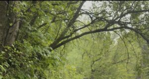 More interesting content from Dan O’Neill on flyfishing tactics, patterns and the River Nore