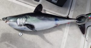 First blue shark and porbeagle of 2026 caught off Courtmacsherry first porbeagle shark of 2026