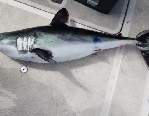 First blue shark and porbeagle of 2026 caught off Courtmacsherry first porbeagle shark of 2026