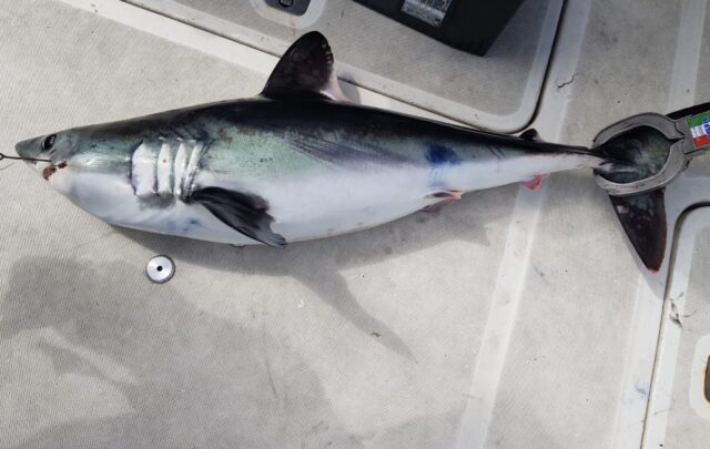 first porbeagle shark of 2026