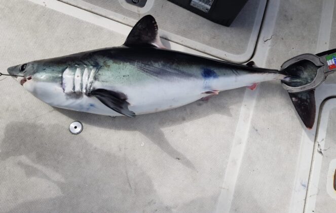 first porbeagle shark of 2026