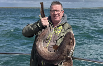 Baby shark.. doo doo.. daddy shark – Big and small in west Clare!