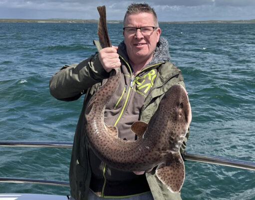 Baby shark.. doo doo.. daddy shark – Big and small in west Clare!