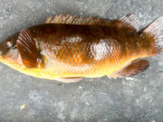Big wrasse and regrets for Simon off Swilly