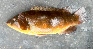 Big wrasse and regrets for Simon off Swilly