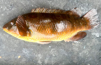 Big wrasse and regrets for Simon off Swilly