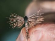Top Dry-Fly tips from Keith McDonnell