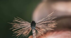 Top Dry-Fly tips from Keith McDonnell