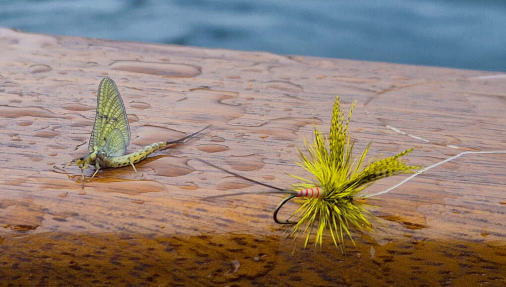 Mayfly Natural Artificial