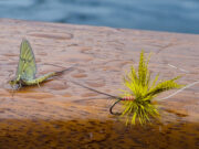 Irish angling Update π£ 01 May 2026