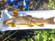 44 trout landed in North Kildare Anglers C&R Competition