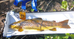 44 trout landed in North Kildare Anglers C&R Competition