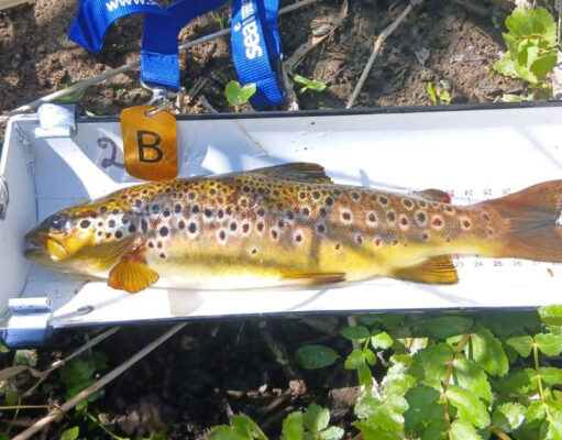 44 trout landed in North Kildare Anglers C&R Competition