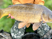 Not so common 13.5lb carp in Monaghan