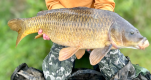 Not so common 13.5lb carp in Monaghan