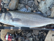 Dave’s dawn raid lands bass in Clare