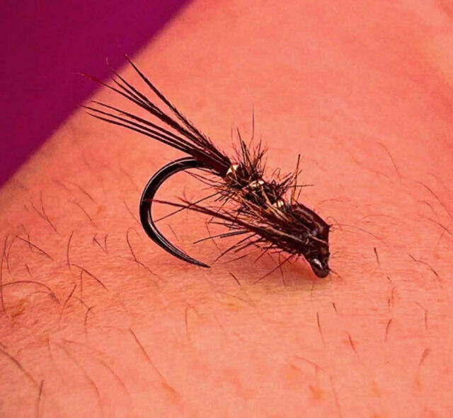 Matthew Cooper's nymph 