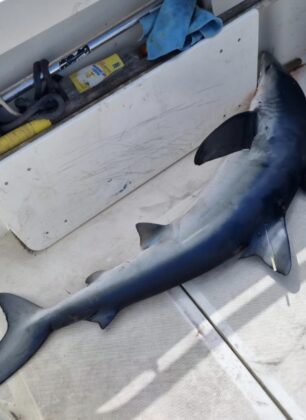 first blue shark of 2026