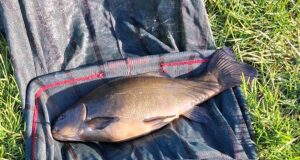 More good tench fishing reported from Leitrim