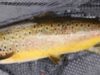 Quiet week on Conn & Cullin still sees some Mayfly action