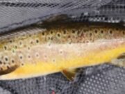 Quiet week on Conn & Cullin still sees some Mayfly action