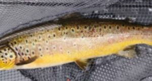 Quiet week on Conn & Cullin still sees some Mayfly action