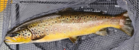 A 2 lbs trout caught recently by Peter Roche on Lough Conn