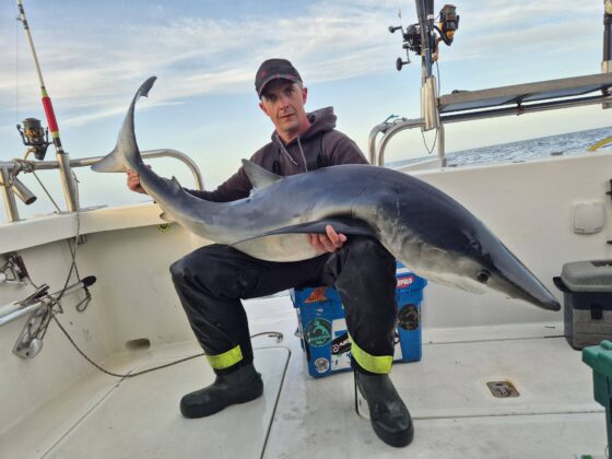 Blue shark
