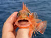 Great mixed fishing on the Clare Dragoon