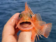 Great mixed fishing on the Clare Dragoon