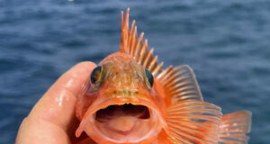 Great mixed fishing on the Clare Dragoon