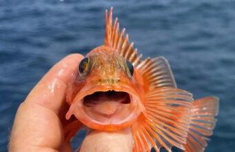 Great mixed fishing on the Clare Dragoon